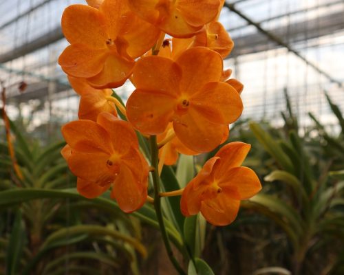 Vanda orchid thailand nursery