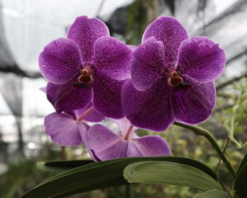 Vanda orchid thailand nursery