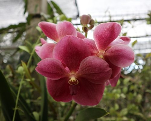 Vanda orchid thailand nursery