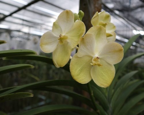 Vanda orchid thailand nursery