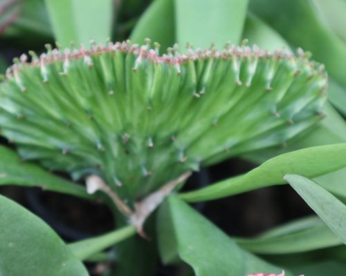 Euphorbia lactea for sale to usa