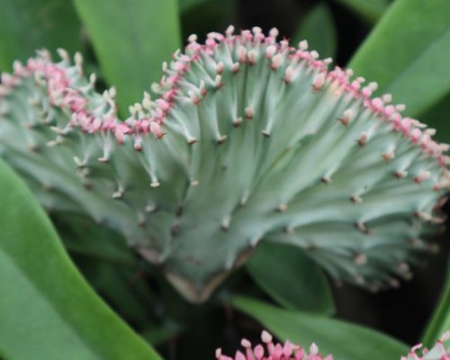 Euphorbia lactea for sale to usa