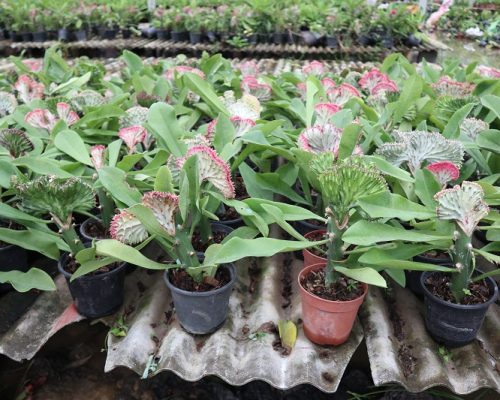 Euphorbia lactea exotic plant live