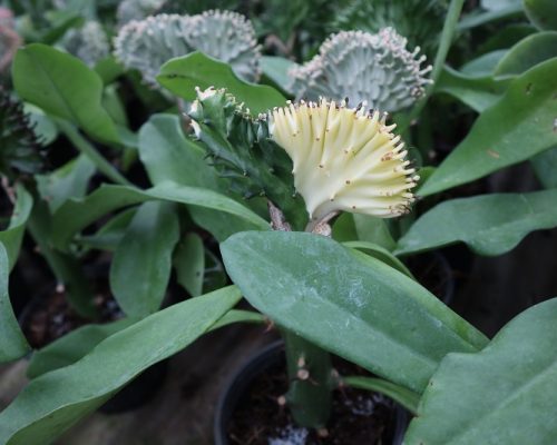 euphorbia lactea pot plant to USA