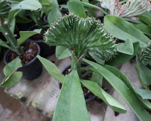 Euphorbia lactea for sale to usa and Japan