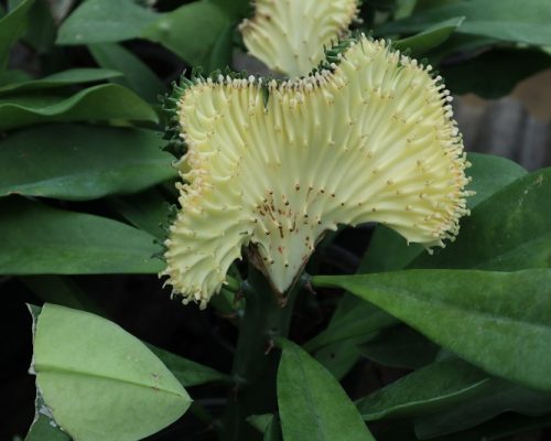 Euphorbia lactea for sale to usa