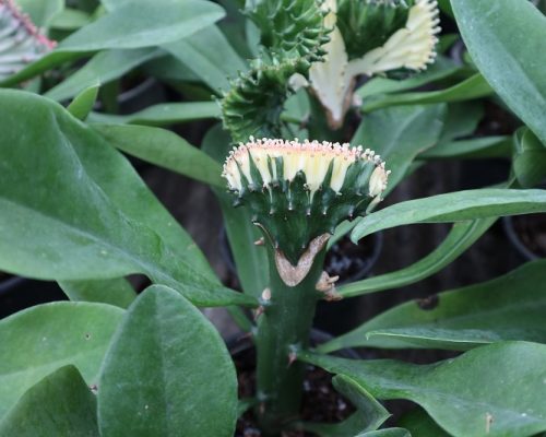 euphobia lactea in pot plant very beautifull