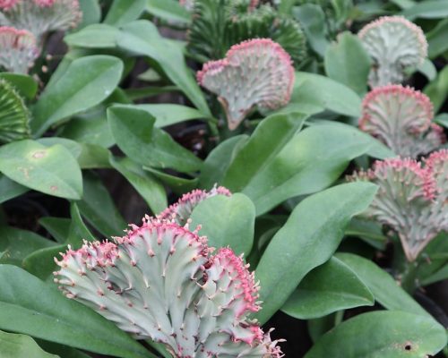 Euphorbia lactea exotic plant live