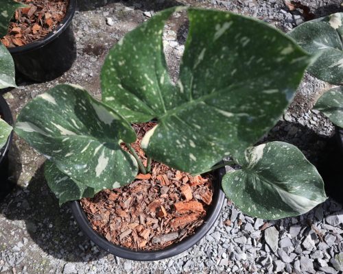 Monstera thai constellation exporting to canada Monstera thai constellation exporting to canada