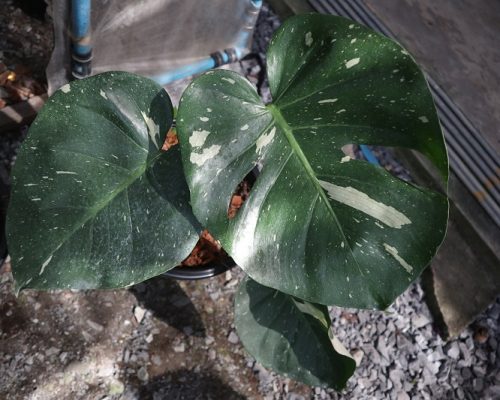 Monstera thai constellation variegated for sale to USA Monstera thai constellation variegated for sale to USA