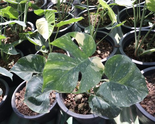 Monstera Thai Constellation Monstera Thai Constellation