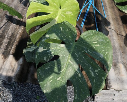 Monstera Thai Constellation Monstera Thai Constellation