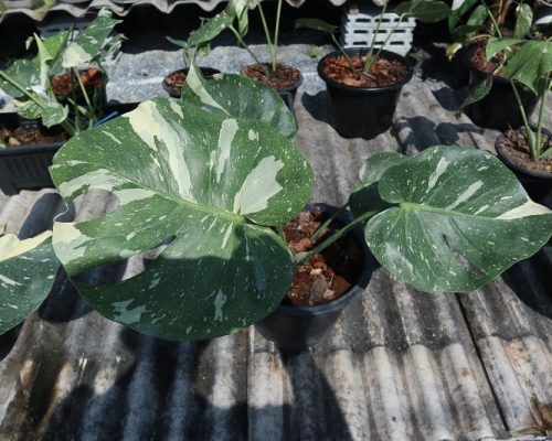 Monstera thai constellation exporting to canada Monstera thai constellation exporting to canada