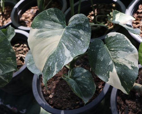 Monstera thai constellation Monstera thai constellation