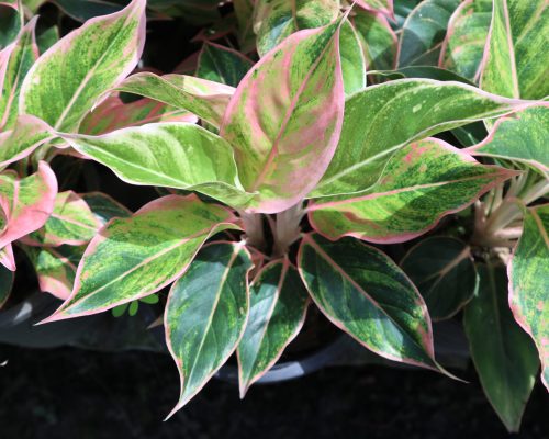 aglaonema plant live thailand exporter