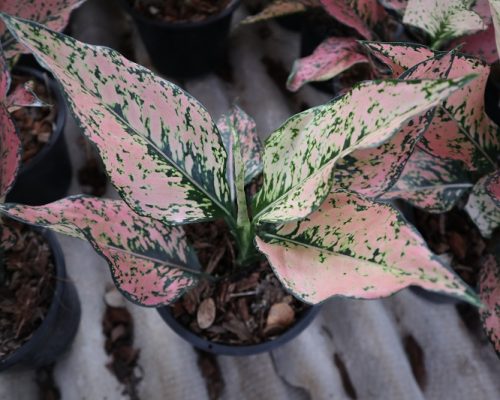 Aglaonema variety for supply to south africa