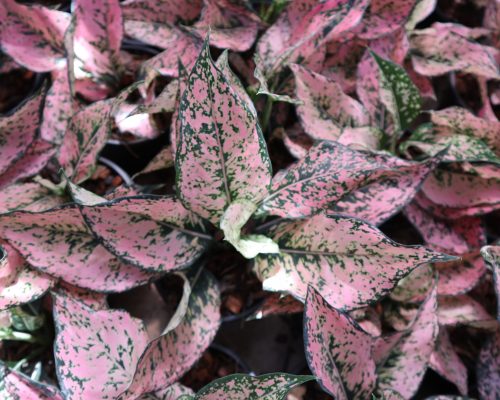 aglaonema plant live thailand exporter