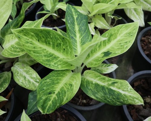 aglaonema plant live thailand exporter