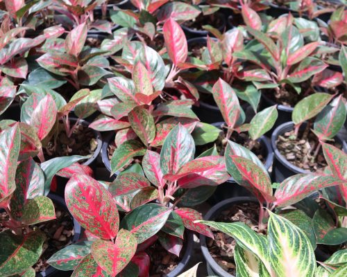 aglaonema plant live thailand exporter