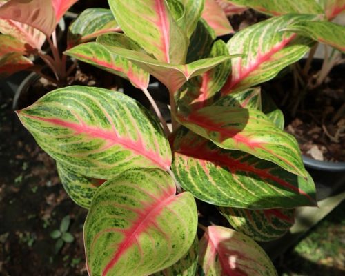 aglaonema plant live thailand exporter