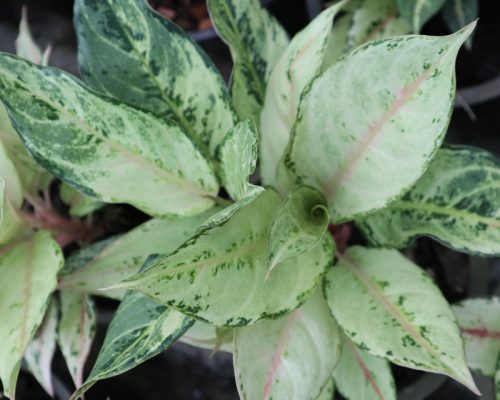 Aglaonema variety for supply to south africa