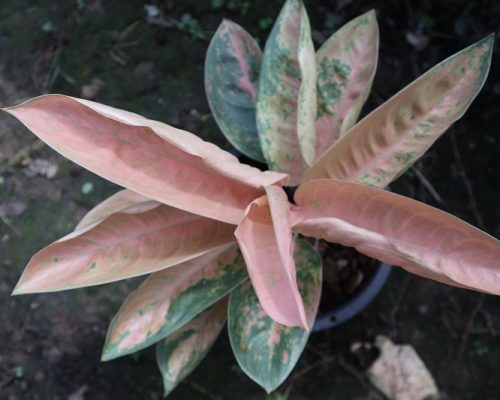 Aglaonemas for sale to USA and Canada