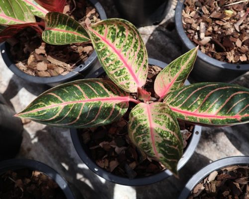 Aglaonema variety for supply to tanzania