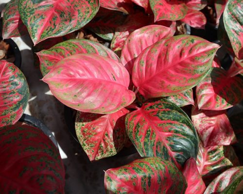 Aglaonemas exporting quality to reunion and zambia