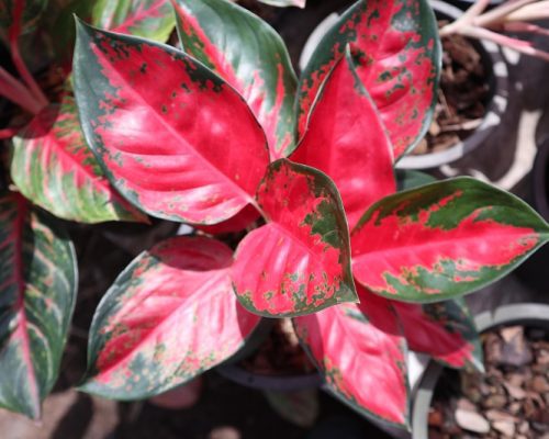 siam orora aglaonema plant live very beautifullly