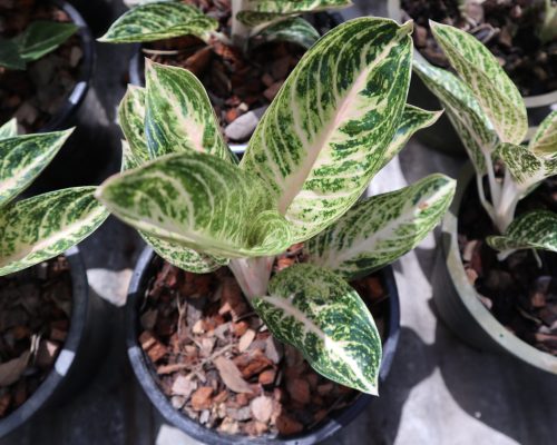 Aglaonema variety for supply to tanzania