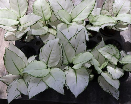 aglaonema plant live thailand exporter