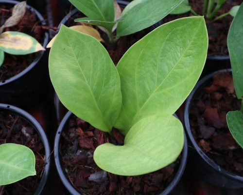 Anthurium nursery thailand jenmanii aurea
