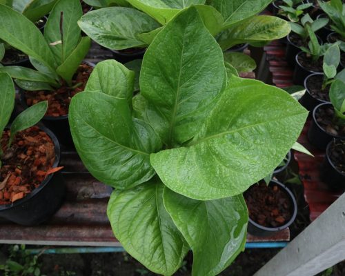 Anthurium nursery thailand jenmanii aurea
