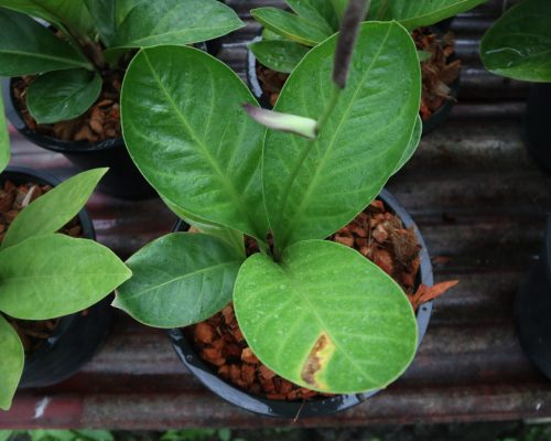 Anthurium nursery thailand jenmanii aurea