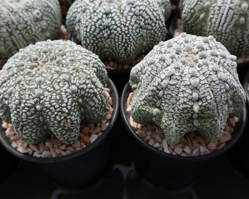 Thailand cactus for sale to USA and canada Thailand cactus for sale to USA and canada