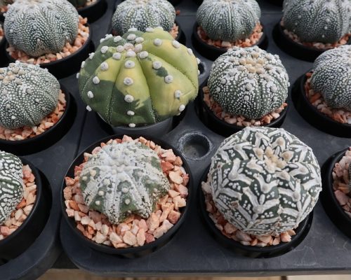 Cactus exotic plant for sale Cactus exotic plant for sale
