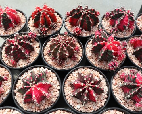 Thailand cactus exporter Thailand cactus exporter