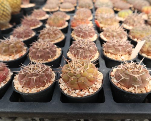 Thailand cactus exporter Thailand cactus exporter