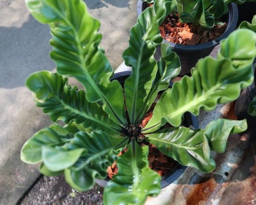 Fern cobra wholesale price to india by airplane