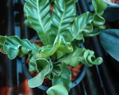 Fern cobra wholesale price to india by airplane