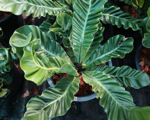 fern cobra from thailand garden