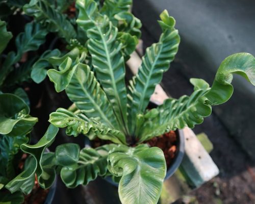 fern cobra from thailand garden