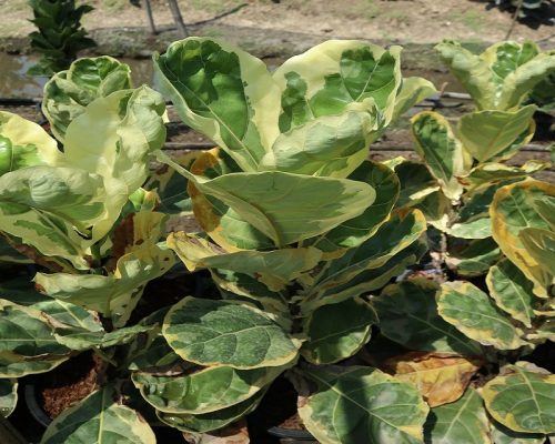fiddle leaf fig to korea sold out fiddle leaf fig variegated