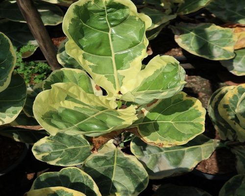 fiddle fig leaf variegated export to korea shop fiddle fig leaf variegated export to korea shop