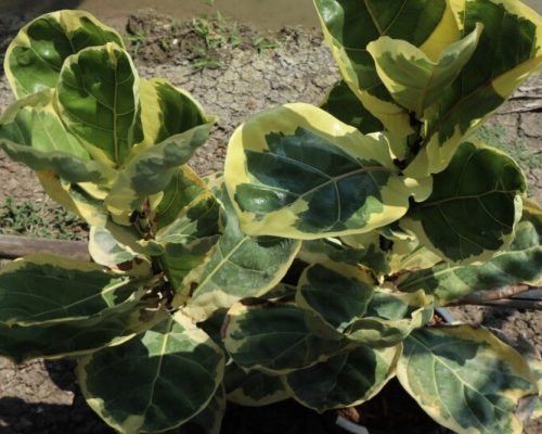 fiddle leaf fig to korea sold out fiddle leaf fig to korea sold out