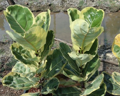 fiddle fig leaf variegated export to korea shop fiddle fig leaf variegated export to korea shop