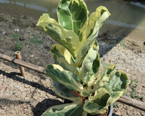 Thai fiddle fig variegated plant for your living room Thai fiddle fig variegated plant for your living room