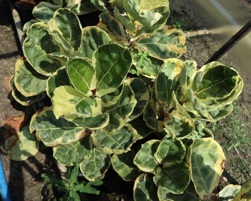 FIddle leaf fig variegated rare plant live to japan and EU country FIddle leaf fig variegated rare plant live to japan and EU country