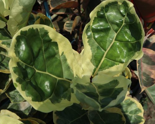 thai fiddle leaf fig thai fiddle leaf fig