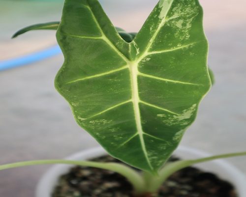 Alocasia Frydex Variegated